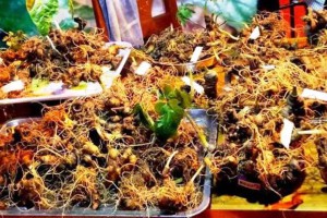 Đà Nẵng phát triển dược liệu theo hướng hiện đại, gắn với kinh tế tuần hoàn
