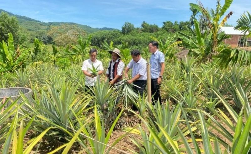 Hội Nông dân TP. Huế khảo sát mô hình trồng dứa VietGap của nông dân xã miền núi Nam Đông
